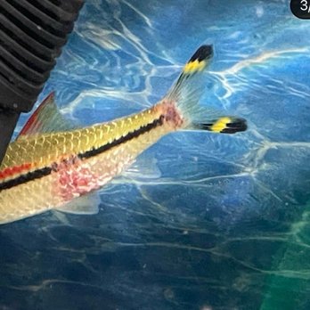 405 Tropical Fish - Roseline with what appears to be hemorrhagic septicemia - Local Fish Stores Near Me - Westminster, California