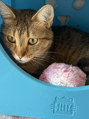 WILLIAMSON COUNTY ANIMAL CENTER - Updated October 2025 - 21