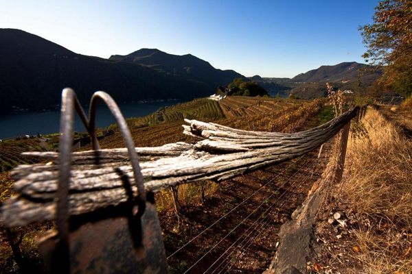 Tenuta Castello di Morcote by null