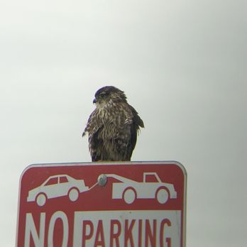 Ballona Wetlands - Merlin - Hiking Near Me - Playa Del Rey, California Ballona Wetlands - Merlin - Hiking Near Me - Playa Del Rey, California