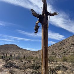 Ringtail Trailhead