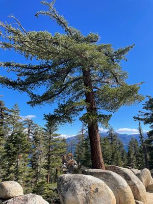 D. L. Bliss State Park by null