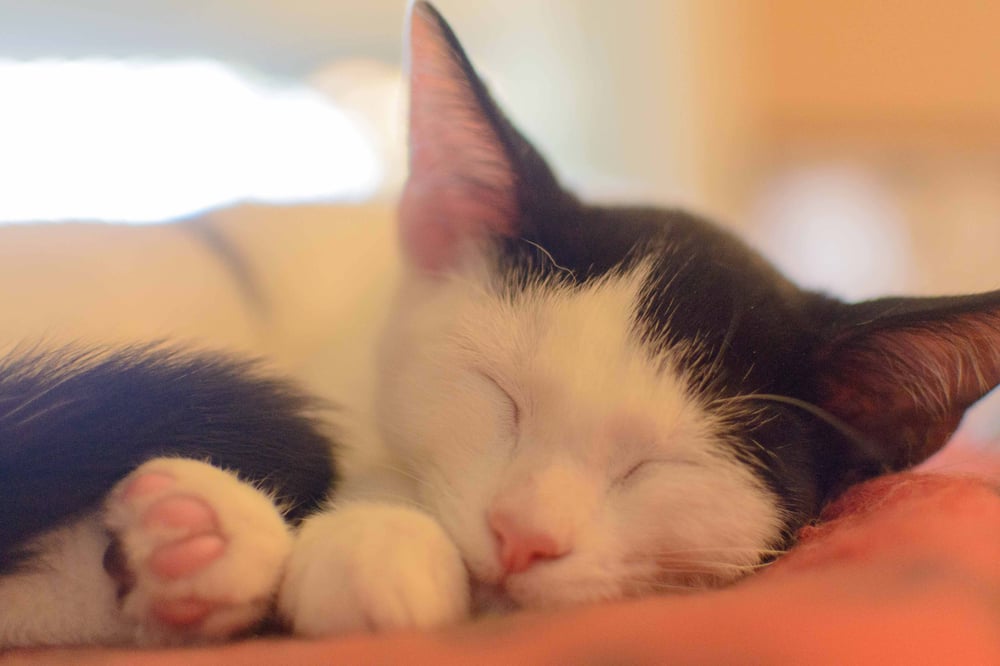 SHELTERTOHOME 266 Oak St, Wyandotte, Michigan Animal Shelters