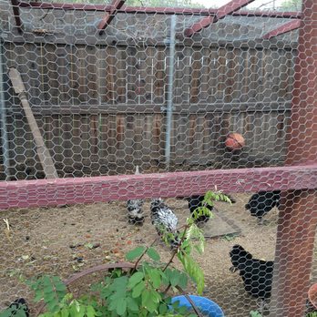 Hillside Gardens - Yes, they have chickens. - Venues & Event Spaces Near Me - Colorado Springs, Colorado