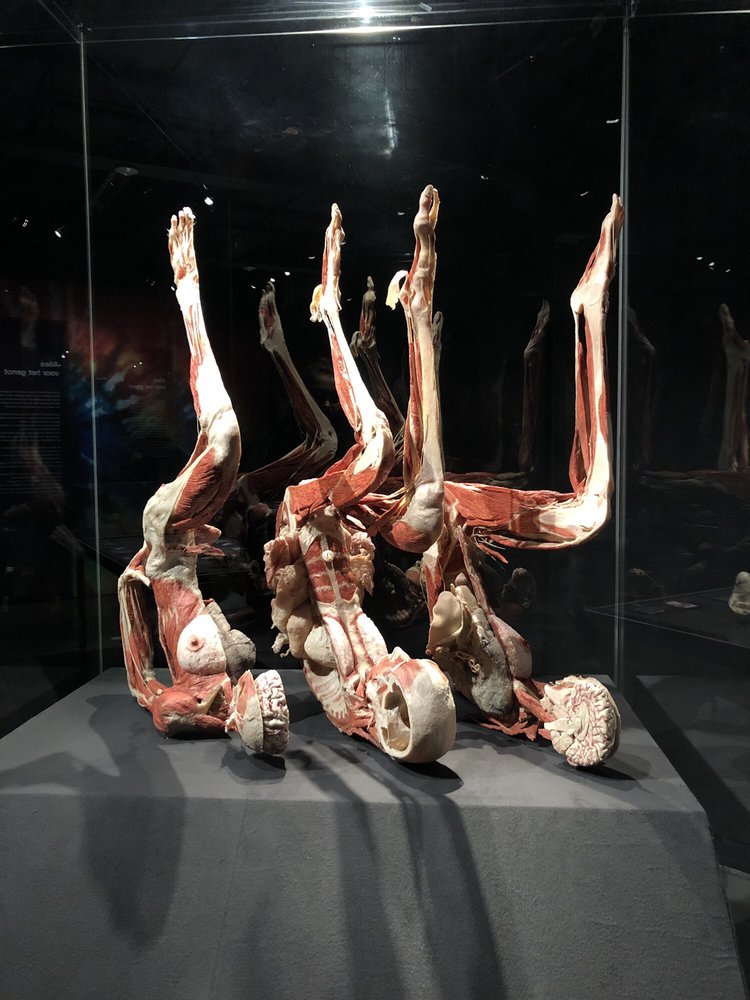 BODY WORLDS - 50 Photos & 28 Reviews - Museums - Damrak 66, Amsterdam