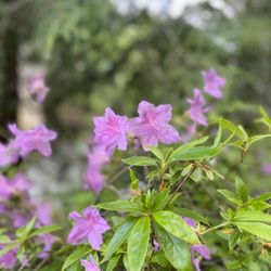 Tumwater Historical Park - Lots of flowers and trees