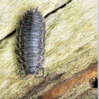 Birch Fumigators - Photo - Pest Control Near Me - Edmonton, Alberta