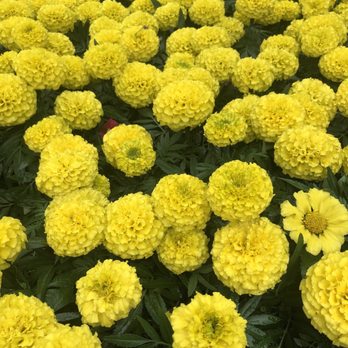 Archie's Gardenland - Nurseries & Gardening Near Me - Fort Worth, Texas Archie's Gardenland - Nurseries & Gardening Near Me - Fort Worth, Texas