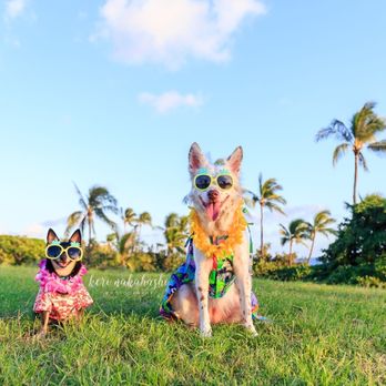 Keri Nakahashi Photography - Pet Photography Near Me