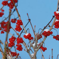 Halcyon Heights B&B/Inn - High bush cranberry in our yard makes delicious jam, we always save some for hungry winter birds to feed on.