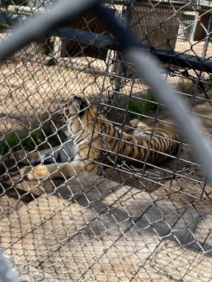 The Catty Shack Ranch Wildlife Sanctuary by null