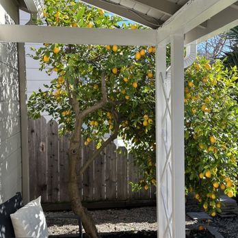 Nor Cal Fumigation - Lemon tree was healthy and unaffected by fumigation! - Pest Control Near Me - San Jose, California Nor Cal Fumigation - Lemon tree was healthy and unaffected by fumigation! - Pest Control Near Me - San Jose, California