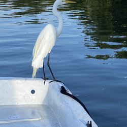 Serenity Bait