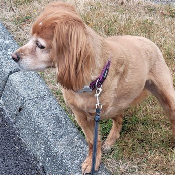 Value Vet Animal Clinic - Veterinarians Near Me - Everett, Washington
