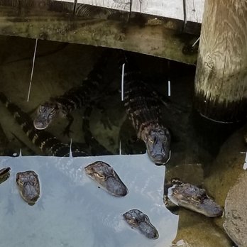 Congo River Golf - Mini Golf Near Me - Clearwater, Florida