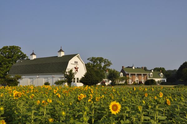 Inn at Huntingfield Creek and Getaway Cottages by null