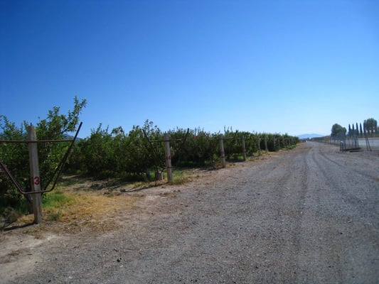 Gilcrease Orchard by null