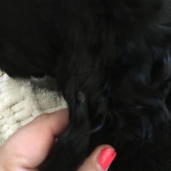 Perfect Pet Salon - Cut on ear. I am finding so many.  my poor baby - Pet Groomers Near Me - Concord, California