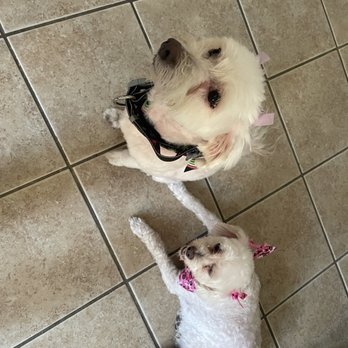 The Dogg Lounge - Pet Groomers Near Me - Whittier, California The Dogg Lounge - Pet Groomers Near Me - Whittier, California