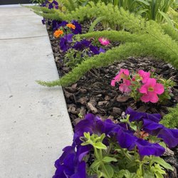 Petunias, purple & pink... brighten up pathway.