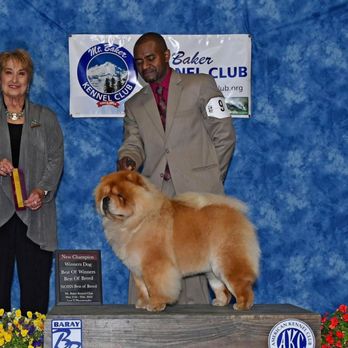 Westcoast Chows - Pet Breeders Near Me - Tonasket, Washington Westcoast Chows - Pet Breeders Near Me - Tonasket, Washington