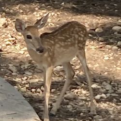 Landa Park Golf Course - Typical spectator, wowed by our golfing prowress!