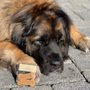 Photo of Aliza's Pet Care