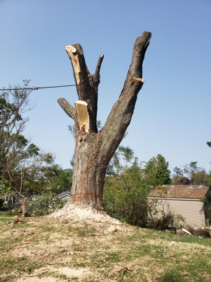Trees/Roofs and Mohr - tree service in Cedar Rapids, IA