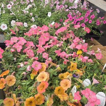 Blooming Colors Nursery - Landscaping Near Me - Grapevine, Texas Blooming Colors Nursery - Landscaping Near Me - Grapevine, Texas