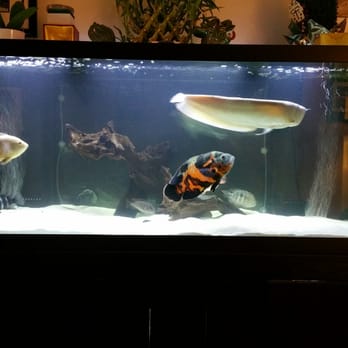 Superway Aquarium - Better than watching HBO.lol - Local Fish Stores Near Me - Hayward, California Superway Aquarium - Better than watching HBO.lol - Local Fish Stores Near Me - Hayward, California