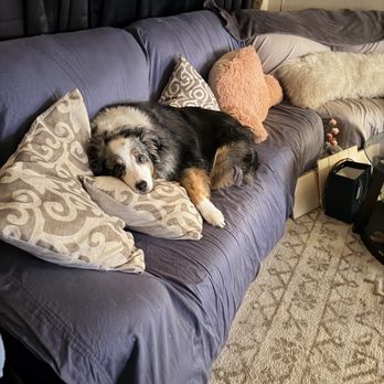 Sierra K 9 Academy - This is after school lol - Pet Training Near Me - Penn Valley, California Sierra K 9 Academy - This is after school lol - Pet Training Near Me - Penn Valley, California