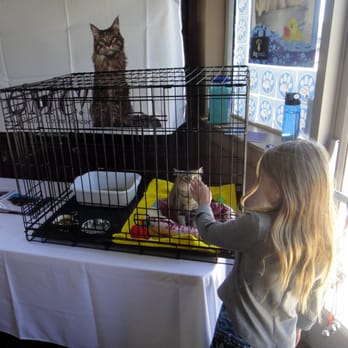 pet valu cat grooming