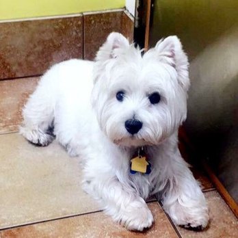 K9 Adventures - Pet Boarding Near Me - Trinity, Florida