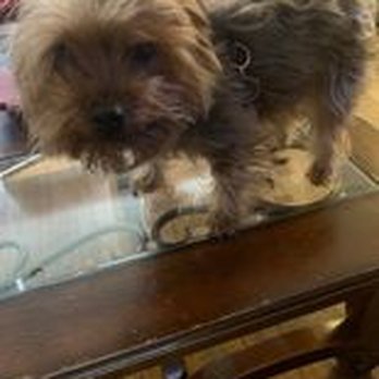 Love Paws - Before - Pet Groomers Near Me - Staten Island, New York Love Paws - Before - Pet Groomers Near Me - Staten Island, New York