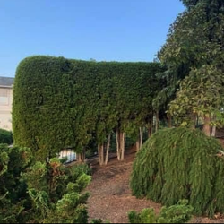 Vanguard Landscape - Landscape Maintenance
