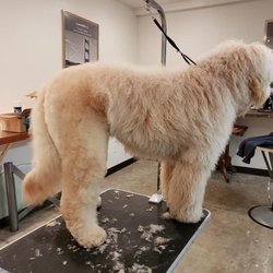 L.C.S. Grooming