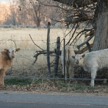 Brown's Town Campground - Lots of cows around the street from the campground - Campgrounds Near Me - Bishop, California