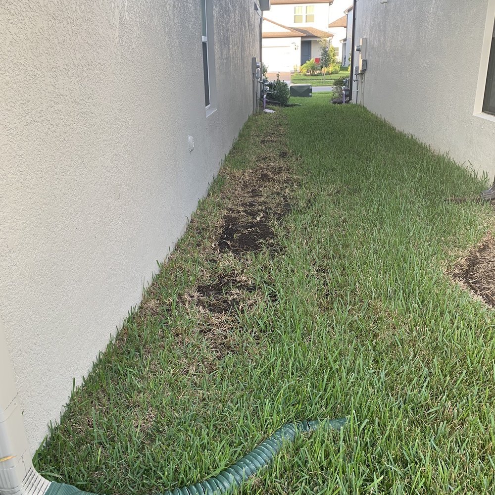 Dying grass on the side of the house Dying grass on the side of the house
