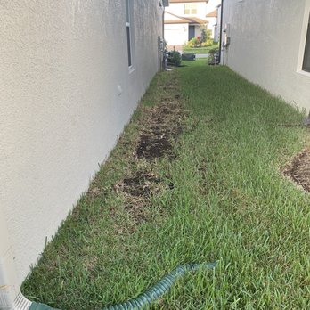 TruGreen Lawn Care - Dying grass on the side of the house - Tree Services Near Me - Oldsmar, Florida TruGreen Lawn Care - Dying grass on the side of the house - Tree Services Near Me - Oldsmar, Florida