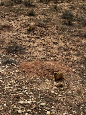 Bryce Wildlife Adventure by null