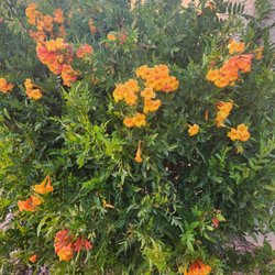 Sun Ray Park - Beautiful spring wildflowers