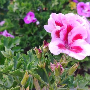 The Flower Fields - Venues & Event Spaces Near Me - Carlsbad, California The Flower Fields - Venues & Event Spaces Near Me - Carlsbad, California