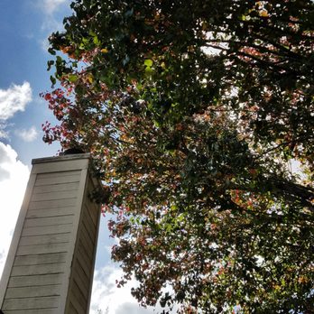PRV Tree Service - Before - Tree Services Near Me