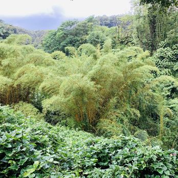 Akaka Falls State Park - Lush forest - Parks Near Me - Honomu, Hawaii