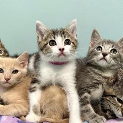 Homeless litters of kittens can be prevented by spaying/neutering