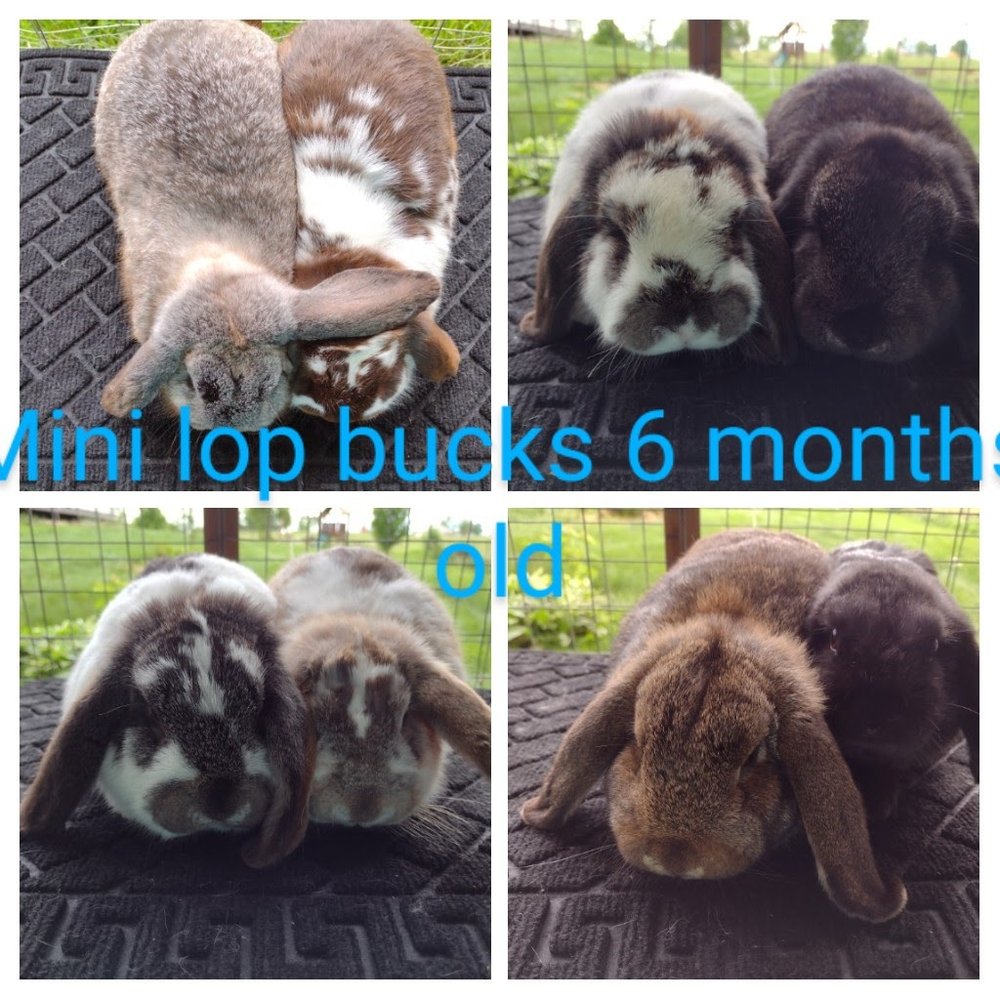 HAPPY HOPPERS RABBITRY Updated June 2024 Request Information