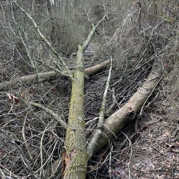 Ithan Valley Park - Trees blocking path - Dog Parks Near Me - Bryn Mawr, Pennsylvania Ithan Valley Park - Trees blocking path - Dog Parks Near Me - Bryn Mawr, Pennsylvania