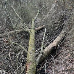 Ithan Valley Park - Trees blocking path