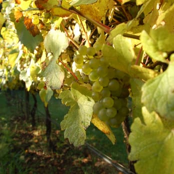 Forest Edge Vineyard - a bunch of grapes on the vine - Wineries Near Me - Oregon City, Oregon