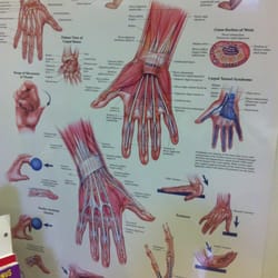 Leonard Joan C Registered Occupational Therapist - What the hand really looks like inside..